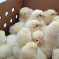 جوجه گوشتی فروش ومشاوره وارسال