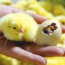 جوجه گوشتی فروش وارسال