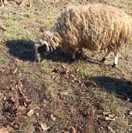 یک راس گوسفند جوان با بره