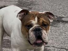 واگذاری اینگیلیش بولداگ در شیپور