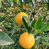 پرتقال برگی تازه چین