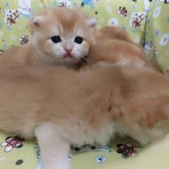 گربه بریتیش