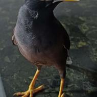 مینا سخنگو نابغه