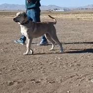 لاس پژدر شکم پر واگذاری