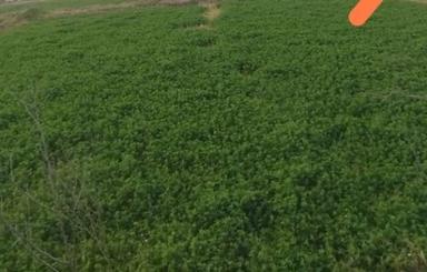 شالیزاری روستای سنگتراشون 2000 متر