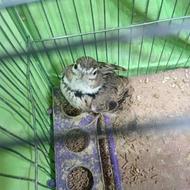 سهره خاکی (ترغه)