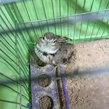 سهره خاکی (ترغه)