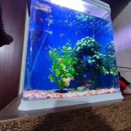 آکواریوم شرکتی