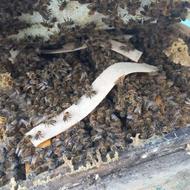 زنبور عسل نژاد اصلاح شده