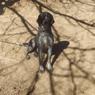 واگذاری توله شکاری