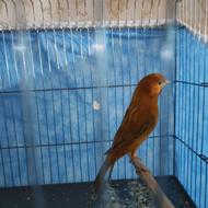 قناری نر سرخ مست مست