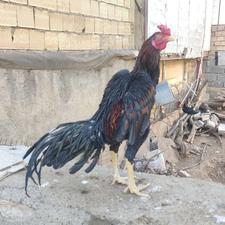 خروس لاری پرمرغی