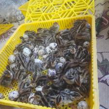 بلدرچین 3 روزه