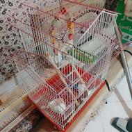 قفس عروس هلندی