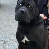 توله کنکورسو واگذاری