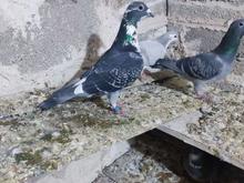 کبوترمسافتی در شیپور