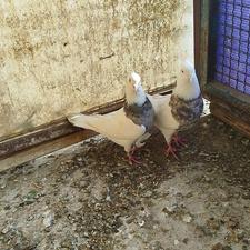 طوقی هفت رنگ دوتا