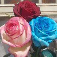 گل رز فریاد .