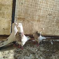 طوقی هفت رنگ کاکولی دوتا نر