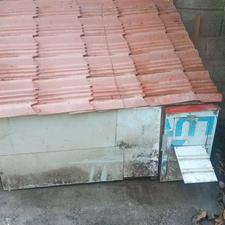 فروش لانه سگ و مرغ و خروس