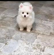 پامرین خرسی و جاپانیز اصیل واگذاری 