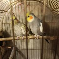 جفت عروس هلندی مولد و جوجه