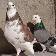 14تا کفتر خوب