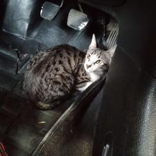 گربه نر 4ماهه