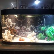 آکواریوم شیشه خم با لوازم