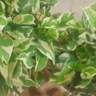 گل وگیاه اپارتمانی