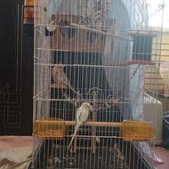 عروس هلندی ماده به همراه قفس