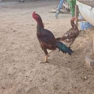 مرغ و خروس لاری