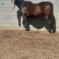 اسب مادیان دوخون 9 ساله قد بلند 175