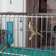 سیره مست مست