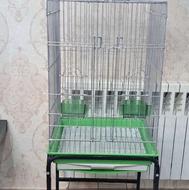 قفس عروس هلندی