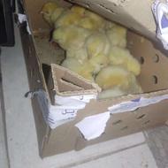 جوجه مرغ زرد