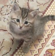 خرید یا واگذاری بچه گربه خوشگل میپذیرم