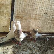 طوقی سرور کاکولی غ6دد