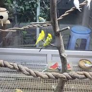 قفس شیشه دوجداره سکوریت و فلز