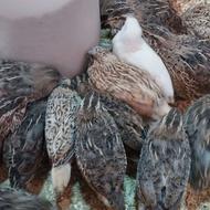 بلدرچین ارگانیک بالغ