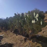 نیازمند برگ کاکتوس اپونتیا راکتی