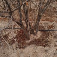 برش و قطع درختان ازهرنوعی