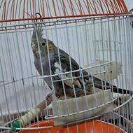 عروس هلندی با قفس