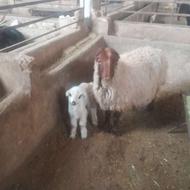 1راس میش و بره جوون