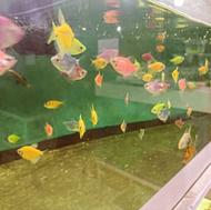 فروش ماهی زینتی آکواریوم با قیمت مناسب