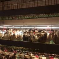 تعداد60 عدد بلدرچین نر 55 روزه 250 گرم ب بالا