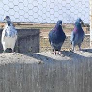 تعدادی کفتر