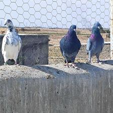 تعدادی کفتر