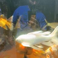 گلدفیش اوراندا آپاچی و ی عدد کوی پلاتینیوم