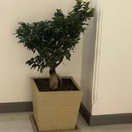 درخت نو بنسای هدیه